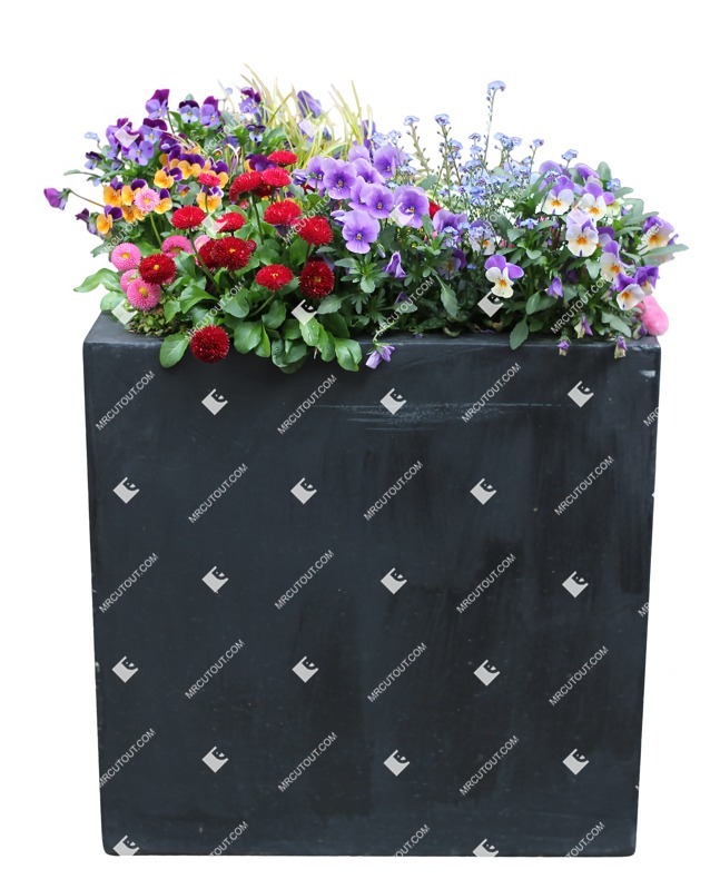 Cutout potted flower viola wittrockiana gams png vegetation (11018)