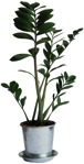Cut out potted flower zamioculcas zamiifolia png vegetation (217) - miniature
