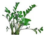 Cut out potted flower zamioculcas zamiifolia png vegetation (8029) - miniature