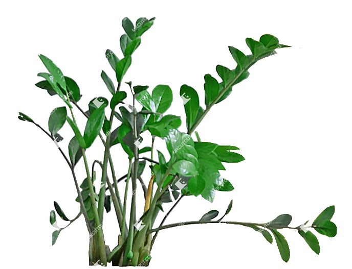 Cut out potted flower zamioculcas zamiifolia png vegetation (8372)