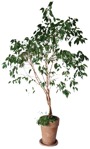 Potted tree  (524) - miniature