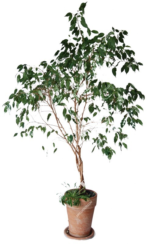 Png potted tree cut out plants (524)