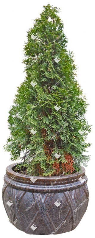 Cut out potted tree vegetation png (2972)