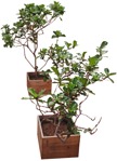 Png potted tree plant cutouts (3180) - miniature