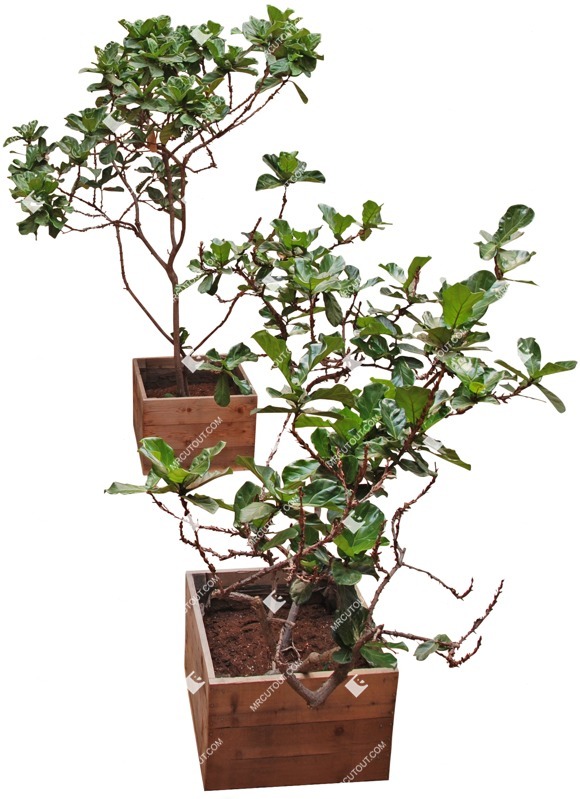 Png potted tree plant cutouts (3317)
