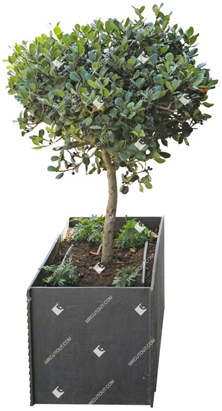 Cutout potted tree cut out vegetation (4714)