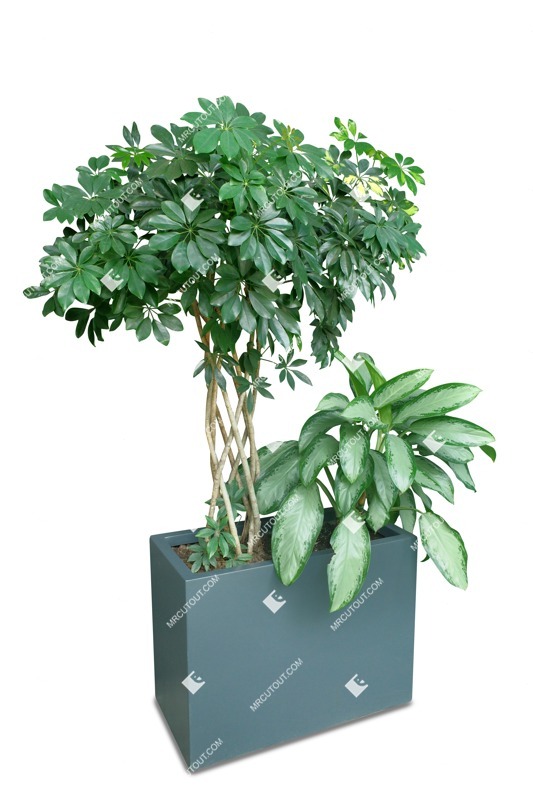 Cutout potted tree png vegetation (17609)