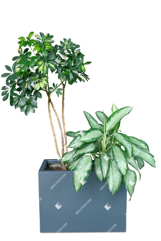 Cutout potted tree png vegetation (17925)