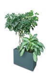 Png potted tree png vegetation (17820) - miniature