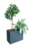 Cut out potted tree png vegetation (18027) - miniature