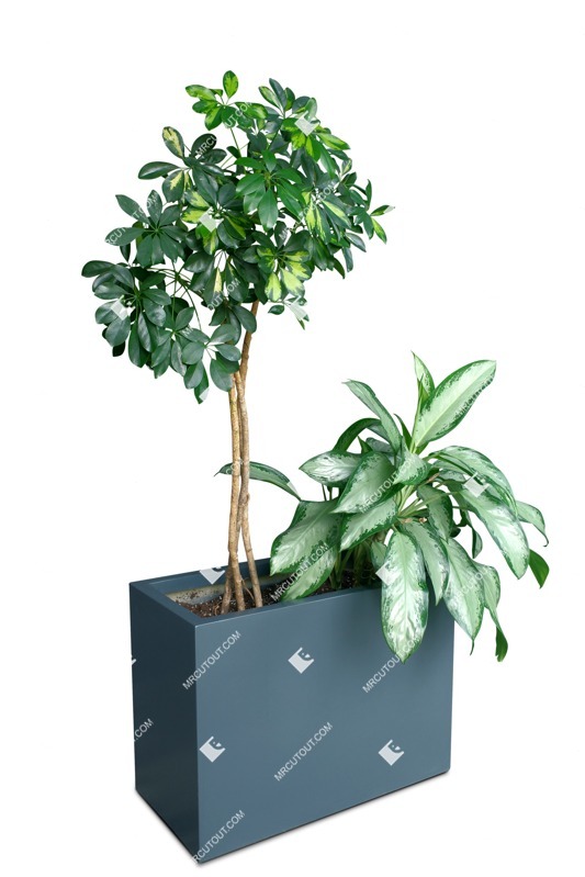 Cut out potted tree png vegetation (18027)