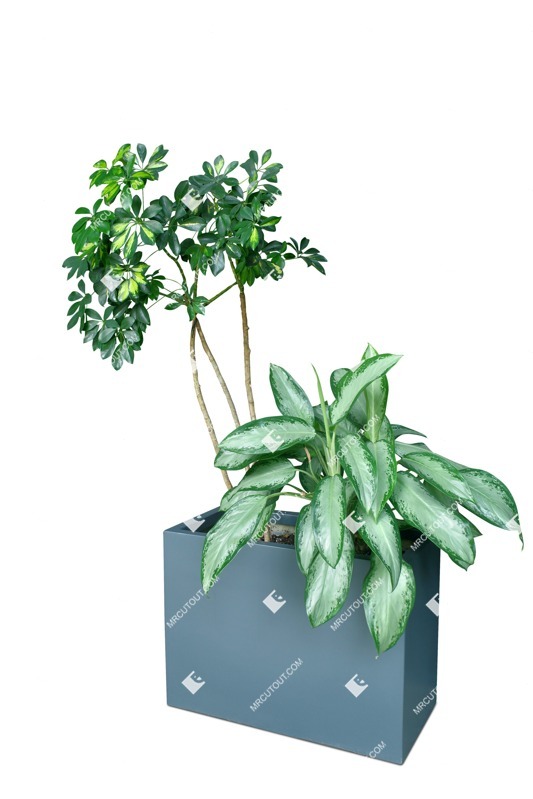 Cutout potted tree png vegetation (18186)