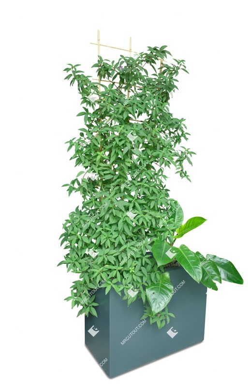 Cutout potted tree png vegetation (17716)