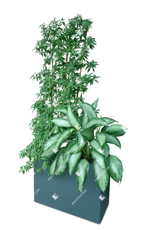 Cut out potted tree png vegetation (18291)