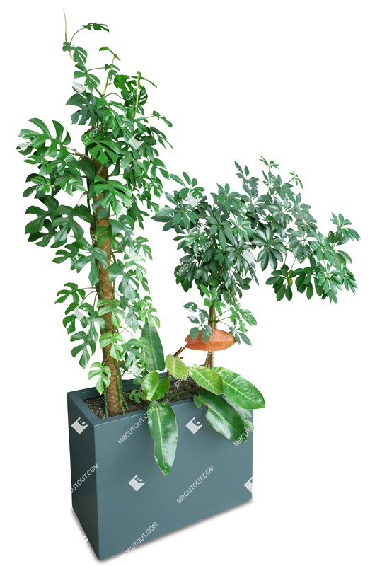 Cutout potted tree png vegetation (18028)
