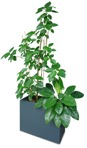 Png potted tree vegetation png (18294) - miniature