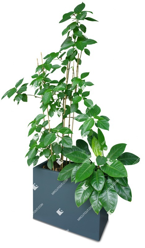 Png potted tree vegetation png (18294)