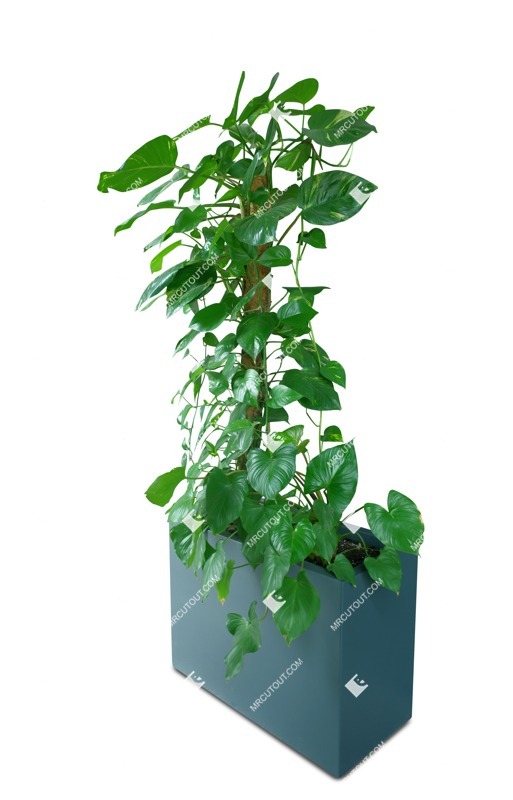 Cut out potted tree vegetation png (18184)