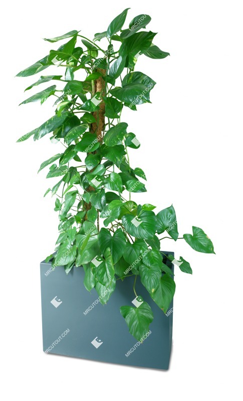 Cutout potted tree vegetation png (17769)