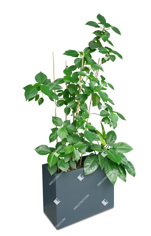 Png potted tree vegetation png (17662)