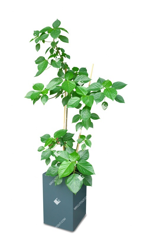 Cut out potted tree acalypha hispida png vegetation (17610)