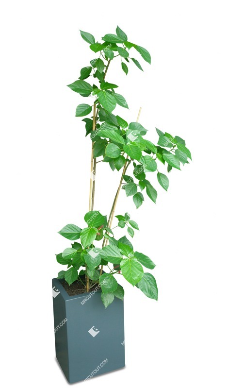 Cut out potted tree acalypha hispida vegetation png (17822)