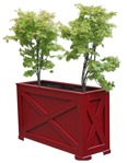 Cut out Potted Tree Acer Platanoides 0001 | MrCutout.com - miniature
