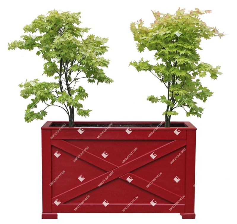 Cutout potted tree acer platanoides cut out vegetation (9418)