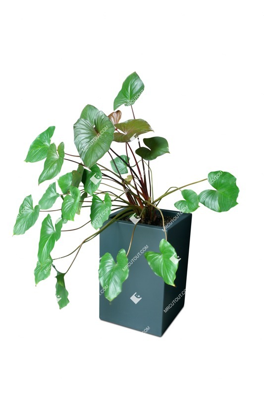 Cut out potted tree anthurium png vegetation (18290)