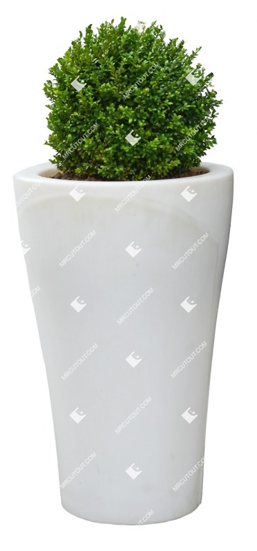 Png potted tree buxus sempervirens plant cutouts (7756)