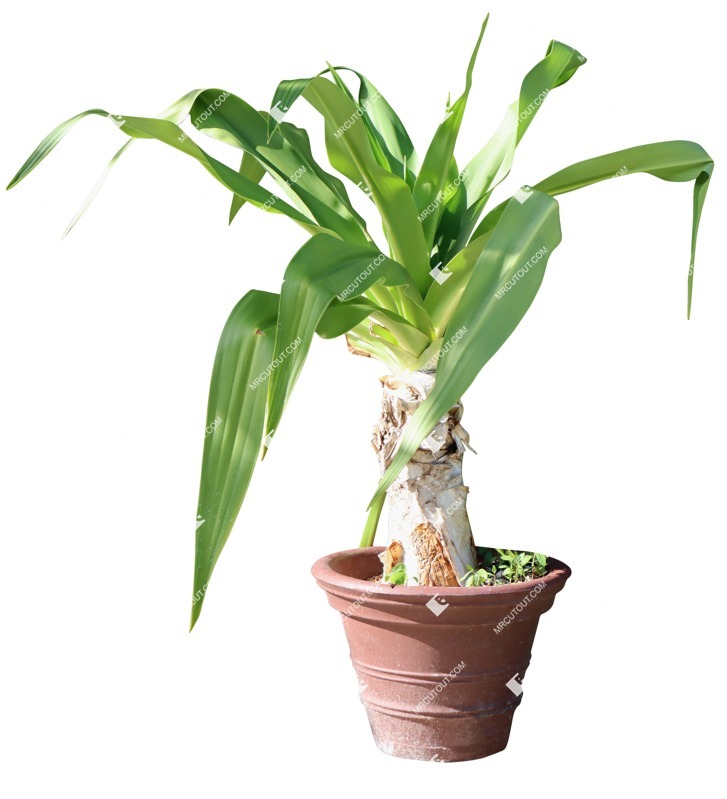 Png potted tree crinum asiaticum cut out plants (19588)