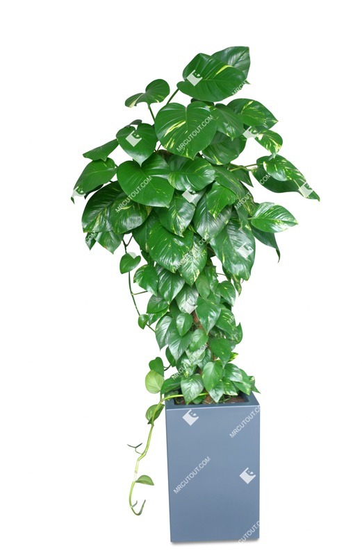 Cut out potted tree epipremnum pinnatum png vegetation (18289)