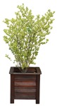 Cut out potted tree euonymus fortunei png vegetation (9400) - miniature