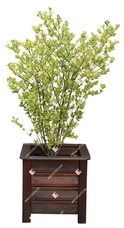 Cut out potted tree euonymus fortunei png vegetation (9241) Cut out potted tree euonymus fortunei png vegetation (9241)