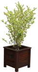 Cut out Potted Tree Euonymus Fortunei 0002 | MrCutout.com - miniature