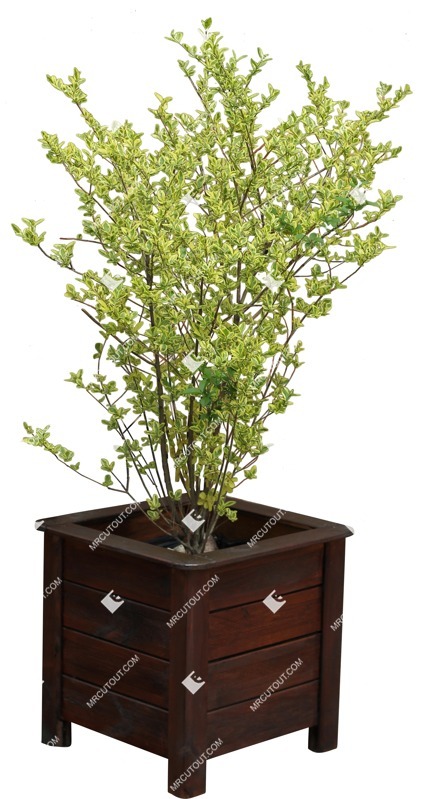 Cutout potted tree euonymus fortunei png vegetation (9278)