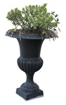 Cut out Potted Tree Euonymus Fortunei 0003 | MrCutout.com - miniature