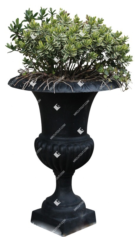 Cut out potted tree euonymus fortunei png vegetation (9239)