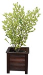 Cut out Potted Tree Euonymus Fortunei 0005 | MrCutout.com - miniature