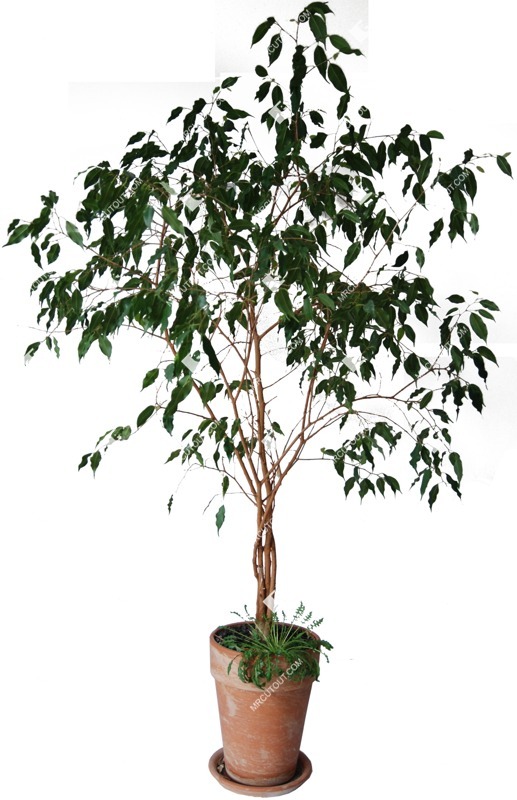 Cut out potted tree ficus benjamina png vegetation (360)