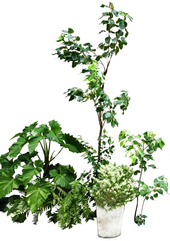 Cutout potted tree ficus benjamina png people (6011)
