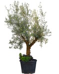 Cut out potted tree olea europaea png vegetation (14026) - miniature