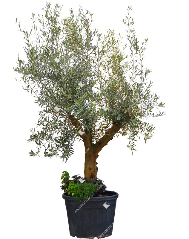 Cut out potted tree olea europaea png vegetation (12191)
