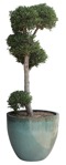 Cut out potted tree olea europaea plant cutouts (15283) - miniature