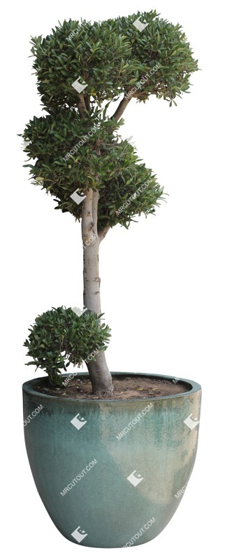 Cut out potted tree olea europaea plant cutouts (14028)