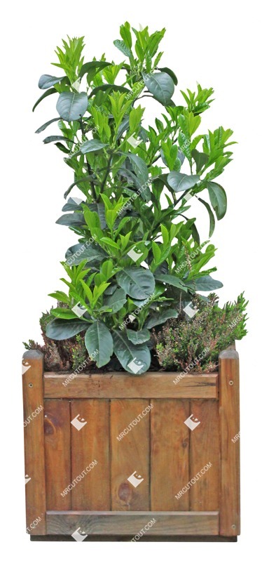 Png potted tree prunus laurocerasus png vegetation (10837)