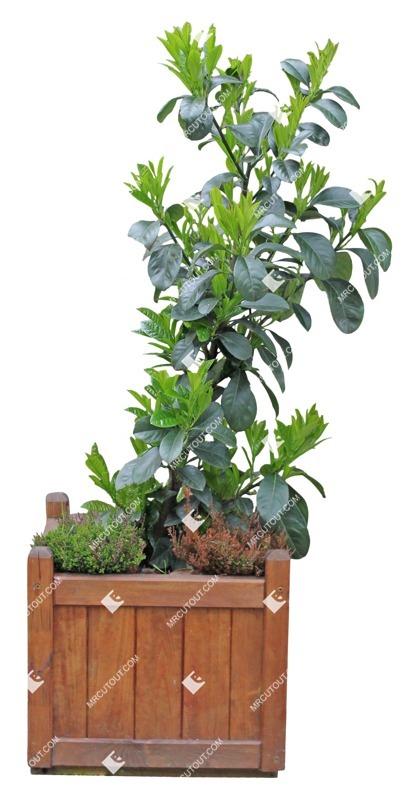 Cut out potted tree prunus laurocerasus png vegetation (10470)