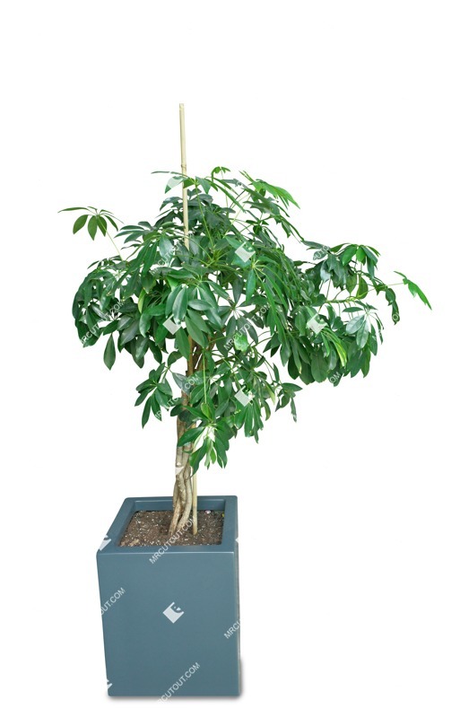 Png potted tree schefflera arboricola png vegetation (18131)