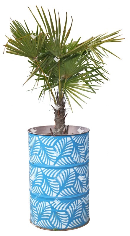 Cut out potted tree trachycarpus fortunei png vegetation (11604)