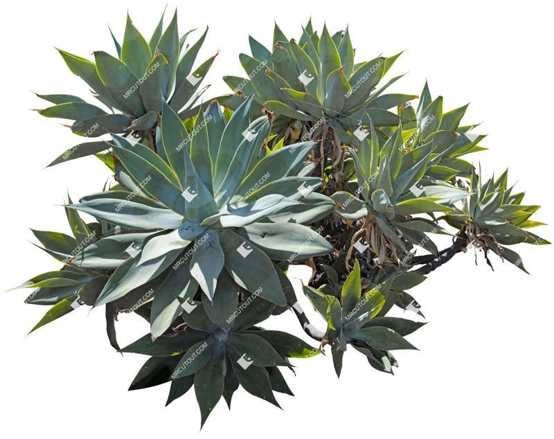 Cut out succulent agave americana png vegetation (4547)